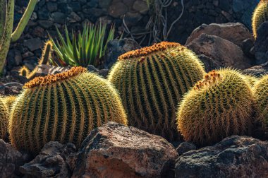 İspanya 'nın Lanzarote adasında bir kaktüs bahçesi. 