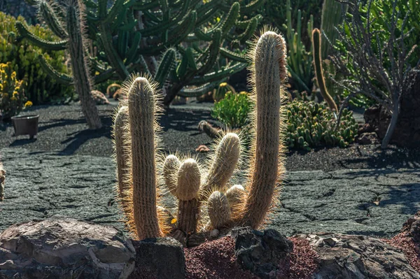 İspanya 'nın Lanzarote adasında bir kaktüs bahçesi.