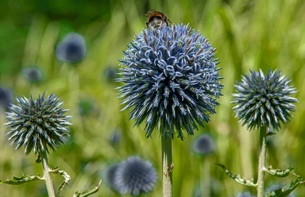 nature surprises every day with its unique beauty