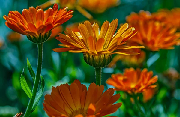 Красивые Красочные Цветы Приносят Радость — стоковое фото