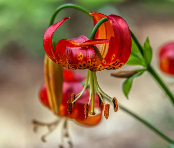 Beautiful Flowers Wealth Nature — Stok fotoğraf