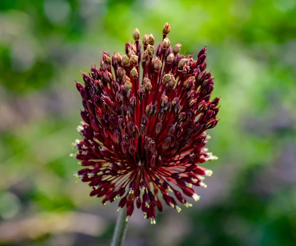 Güzel çiçekler doğanın zenginliğidir.