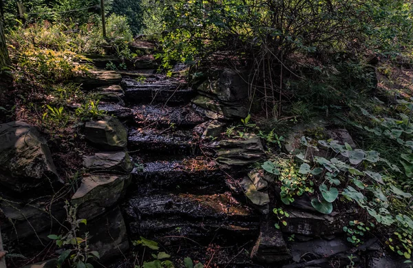 Wilde Natur Hat Die Treppe Zum Garten Überwuchert — Stockfoto