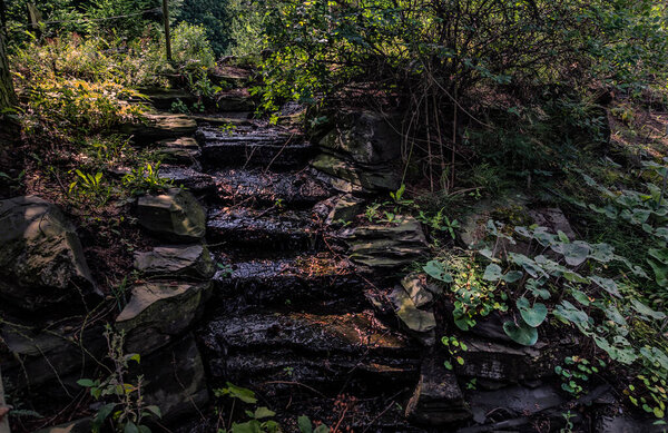 wild nature has overgrown the stairs to the garden