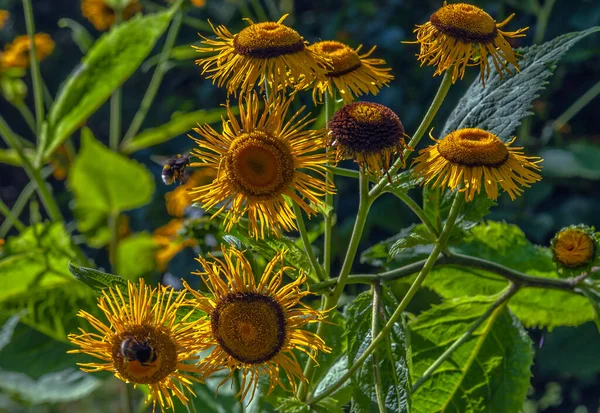 Mini Sunflowers Botanical Garden — Stock Photo, Image