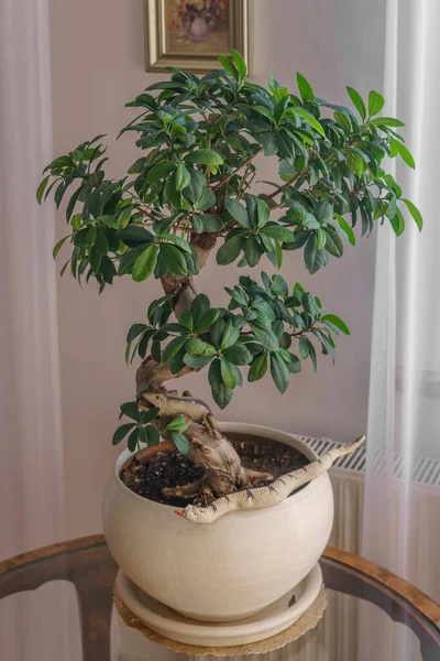 Fashion Bonsai Trees Has Been Going Years — Foto Stock