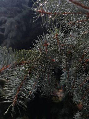 close up on the tree branches, christmas background