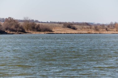 Ördeklerle gölde kuğular