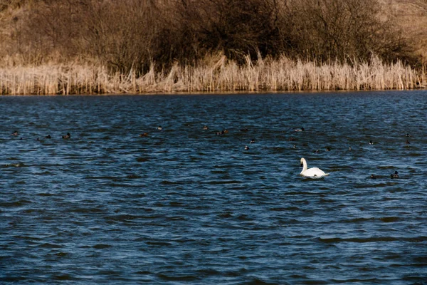 Лебеди Озере Утками — стоковое фото