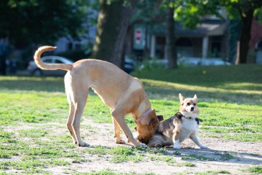 Yazın parkta oynayan iki oyuncu köpek.