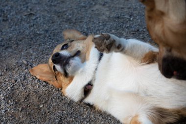Yazın parkta oynayan iki oyuncu köpek.
