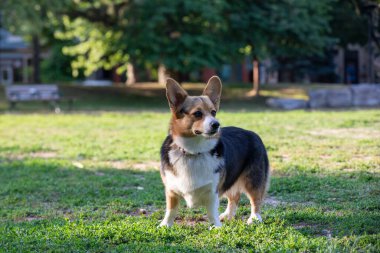 Saf Corgi köpeği yazın parkta oynuyor.