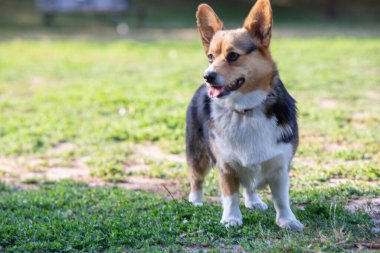 Saf Corgi köpeği yazın parkta oynuyor.