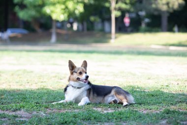 Corgi köpeği parkta çimlere uzanıyor.