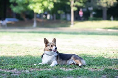 Corgi köpeği parkta çimlere uzanıyor.