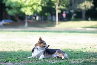 Corgi köpeği parkta çimlere uzanıyor.