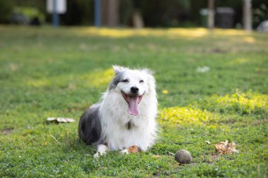 Köpek parkta bir yaz gününün tadını çıkarıyor.