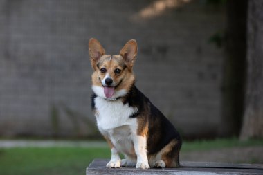Safkan Corgi köpeği parktaki tahta bankta oturuyor.