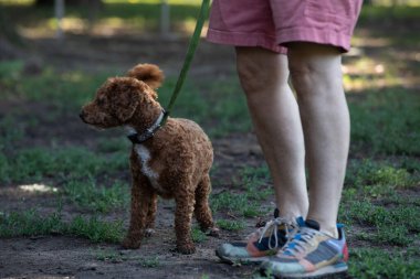 Goldendoodle dog on lease with owner in the park clipart