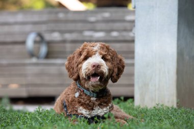 Küçük altın karalamalı köpeğin portresi çimenlerin üzerinde yatıyor.