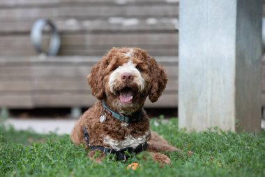 Küçük altın karalamalı köpeğin portresi çimenlerin üzerinde yatıyor.