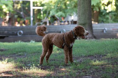 Altın renkli köpek yazın parkta oynuyor.