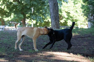 Parkta oynayan iki safkan köpek..