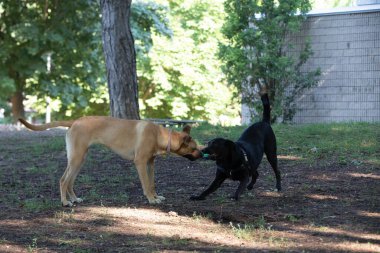 Parkta oynayan iki safkan köpek..