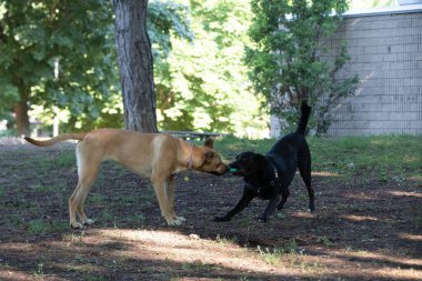 Parkta oynayan iki safkan köpek..