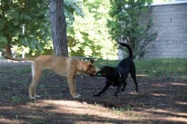 Parkta oynayan iki safkan köpek..