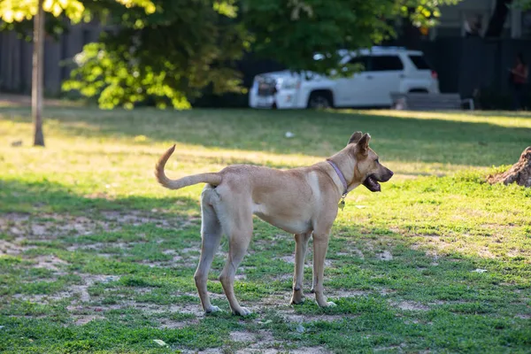 Собака Тусуется Парке Летний День — стоковое фото