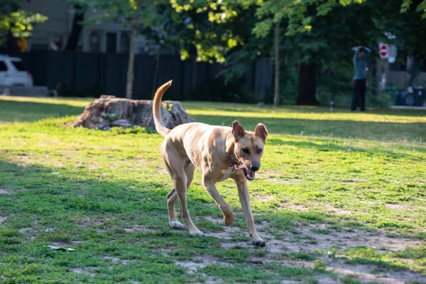 犬は夏の日に公園にたむろする — ストック写真