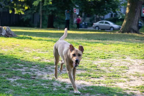 Σκύλος Αράζει Στο Πάρκο Την Καλοκαιρινή Μέρα — Φωτογραφία Αρχείου