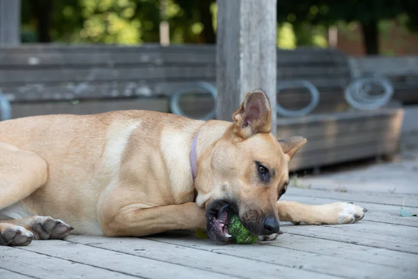 Perro Pasa Rato Parque Día Verano — Foto de Stock