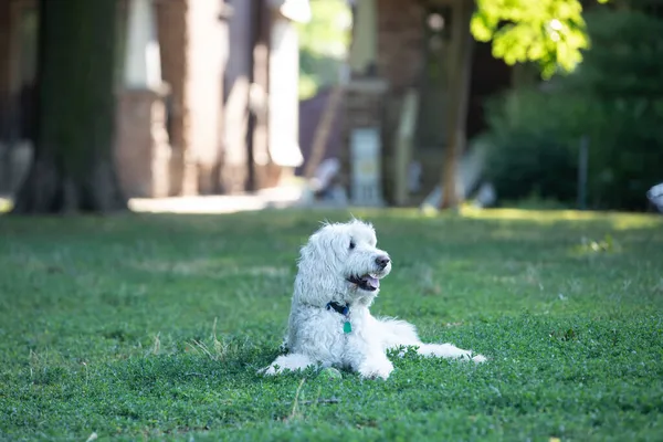 Λευκό Χρυσό Σκυλί Doodle Βρίσκεται Στο Γρασίδι Στο Πάρκο — Φωτογραφία Αρχείου