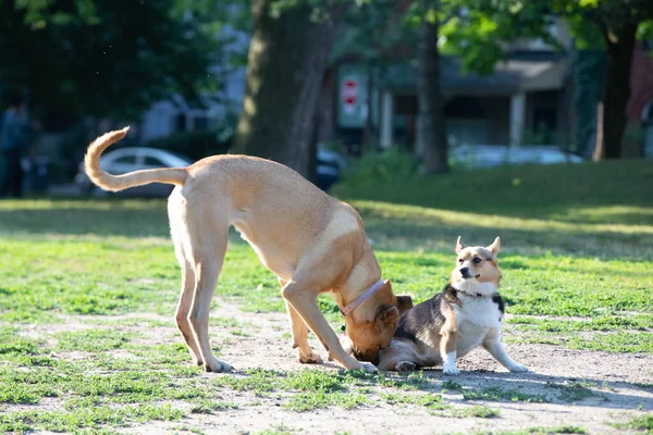 Dua Anjing Bermain Main Bermain Taman Musim Panas — Stok Foto