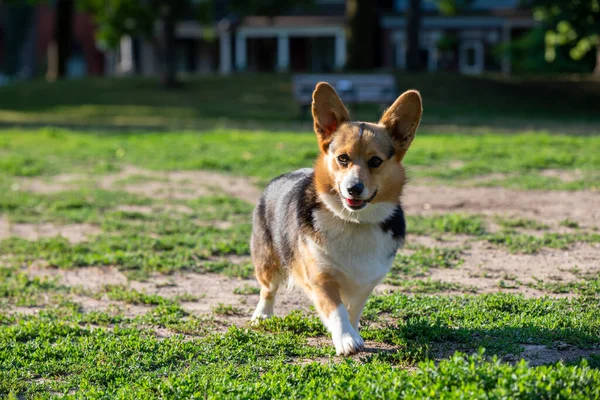 Reinrassiger Corgi Hund Spielt Sommer Park — Stockfoto