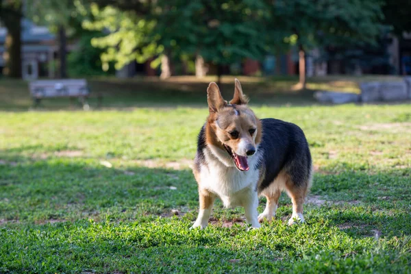 夏日在公园里玩耍的纯种科吉狗 — 图库照片