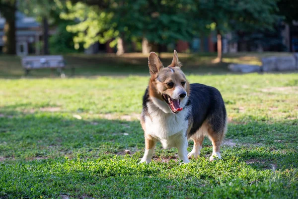 Чистая Корги Собака Играет Парке Летом — стоковое фото