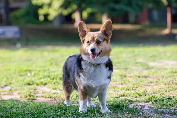 Чистий Коргі Собака Грає Парку Влітку — стокове фото
