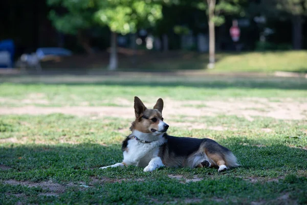 科吉犬躺在公园的草地上 — 图库照片