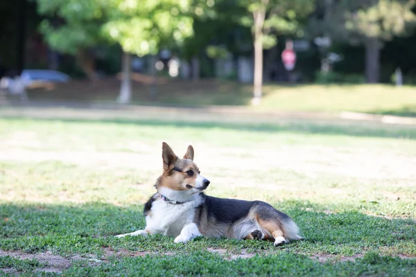 科吉犬躺在公园的草地上 — 图库照片