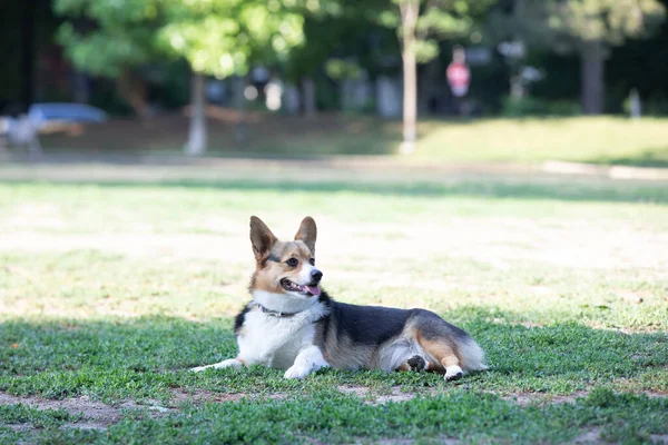 Perro Corgi Yacen Hierba Parque — Foto de Stock