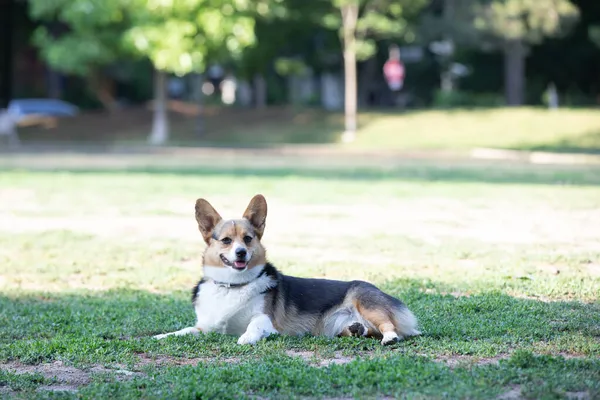 科吉犬躺在公园的草地上 — 图库照片