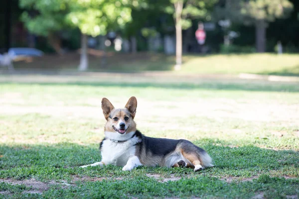 Perro Corgi Yacen Hierba Parque — Foto de Stock