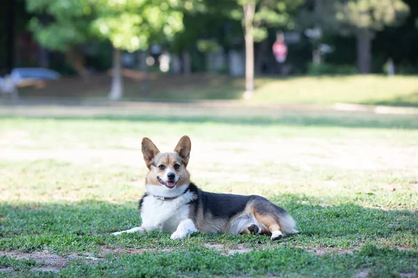 Коргі Собака Лежить Траві Парку — стокове фото