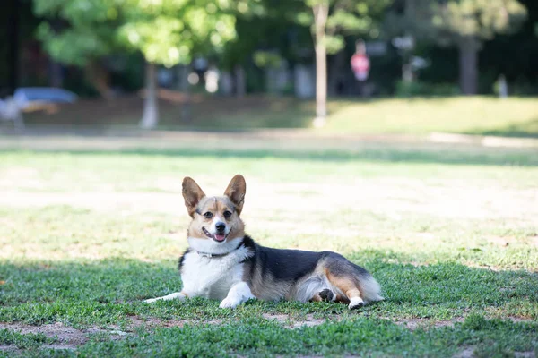 Perro Corgi Yacen Hierba Parque — Foto de Stock