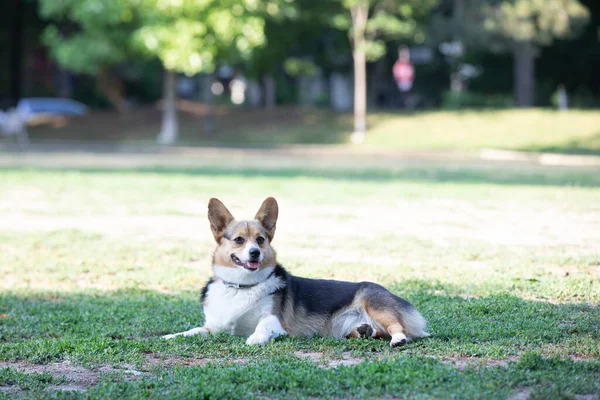 Corgi Hund Liegt Auf Dem Gras Park — Stockfoto