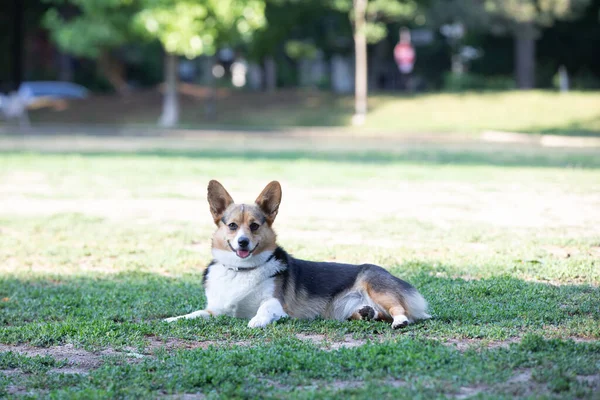 Perro Corgi Yacen Hierba Parque — Foto de Stock