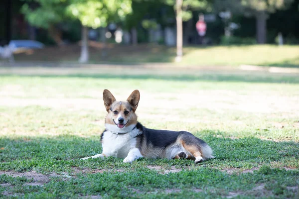 Perro Corgi Yacen Hierba Parque — Foto de Stock